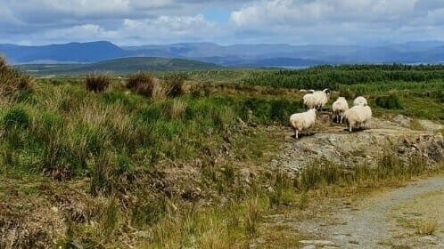 Sheep’s Head Way