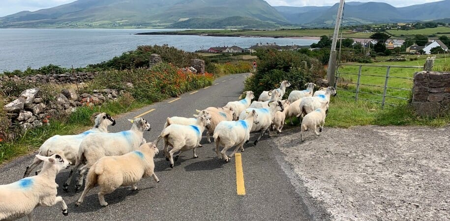 Dingle Way