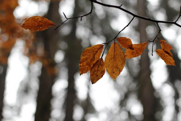 herfstactiviteiten in Schotland herfstwandeling herfst in Schotland herfstkleuren