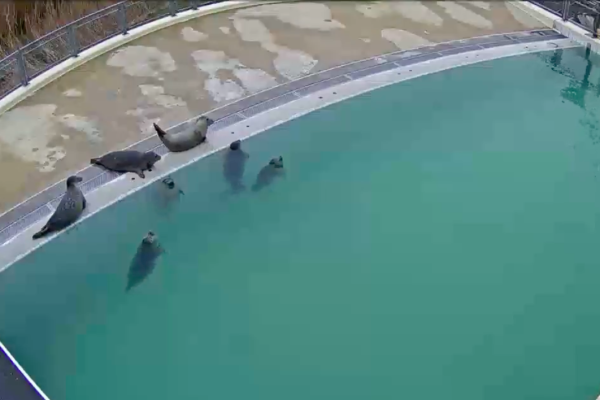 live dieren kijken webcam dieren zeehonden