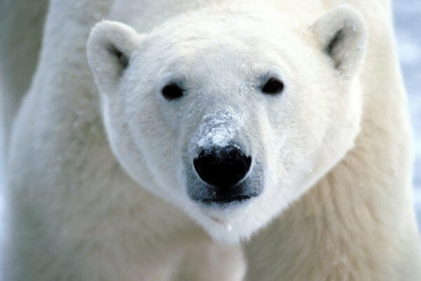 milieuvriendelijke cadeaus natuurliefhebber donatie
