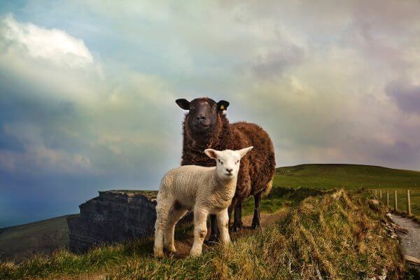 natuur in ierland bestemmingen om te wandelen burren