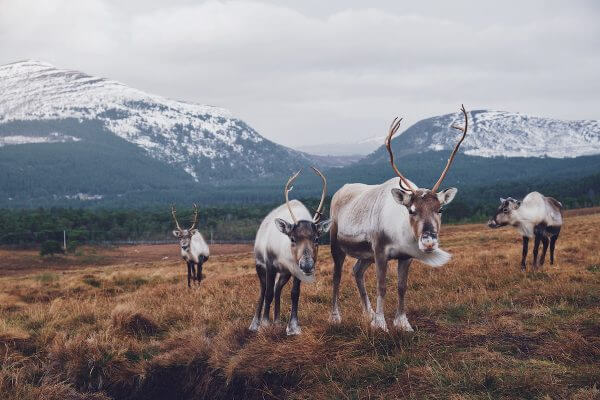 redenen om speyside te bezoeken cairngorms nationaal park