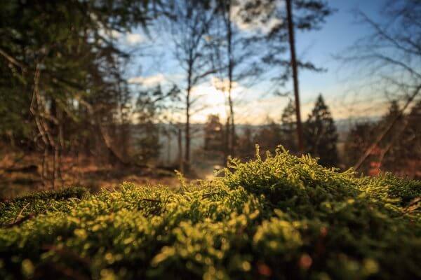 shinrin-yoku bosbad wandelen in het bos gezondheidsvoordelen