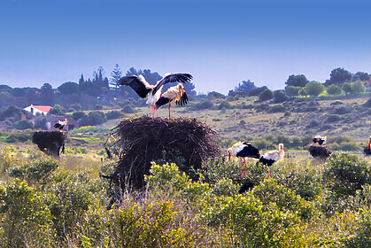 Kustpaden van de Algarve