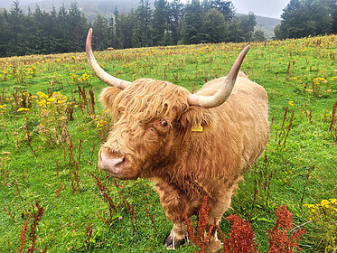 Speyside Way (De Whiskyroute)