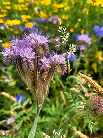 Speyside Way (De Whiskyroute)