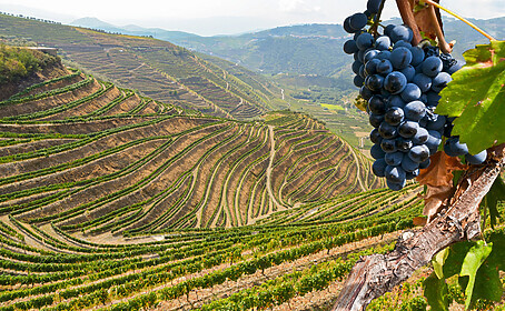 Porto & Douro-vallei (Iconische Wandelroutes)