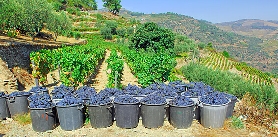 Porto & Douro-vallei (Iconische Wandelroutes)