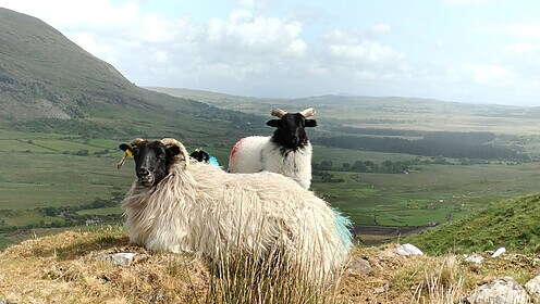 Connemara & Het westen van Ierland
