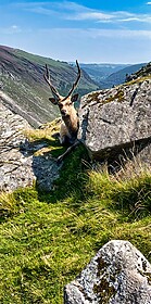 Wicklow Way & Glendalough Wandelroutes