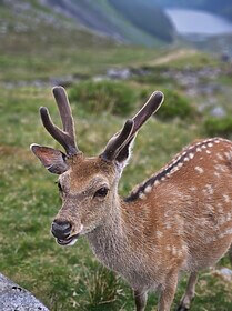 Wicklow Way & Glendalough Wandelroutes