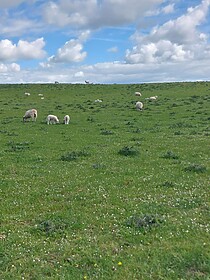 Hadrian’s Wall Path (Oost naar West)