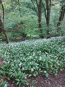 Hadrian’s Wall Path (Oost naar West)